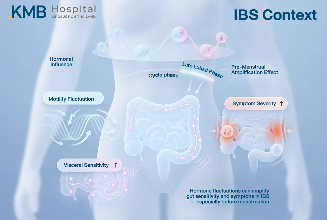 อินโฟกราฟิกแสดงบริบทของ IBS ในช่วงรอบเดือน โดยการเปลี่ยนแปลงของฮอร์โมนช่วง Late Luteal ก่อนมีประจำเดือน อาจสัมพันธ์กับความผันผวนของการเคลื่อนไหวลำไส้ ความไวของอวัยวะภายในเพิ่มขึ้น และอาการทางลำไส้ที่เด่นขึ้นในบางคน